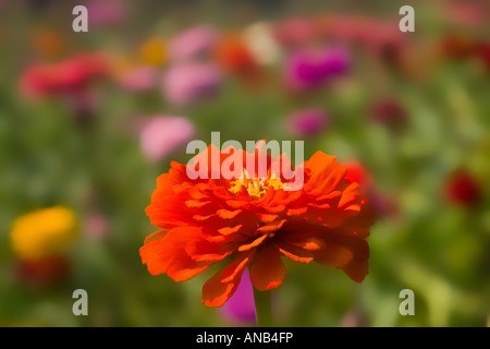 Red Zinnia Flower, Asteraceae Stock Photo