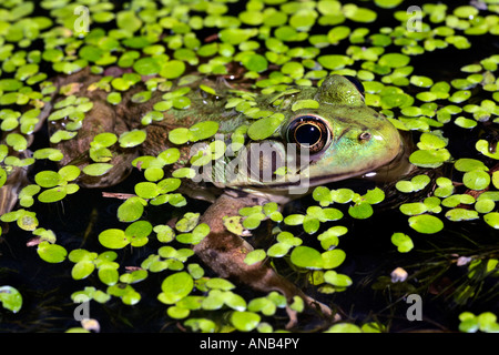 Floating in the Duckweed Green Frog Rana clamitans Stock Photo