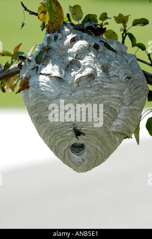 Hornet Nest in Tree Stock Photo