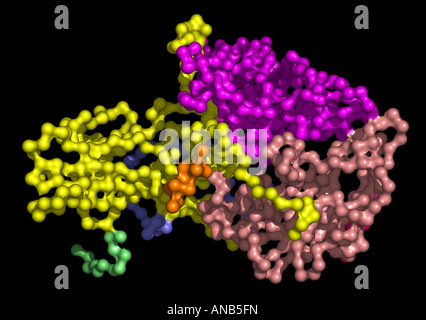 Human Poliovirus Stock Photo