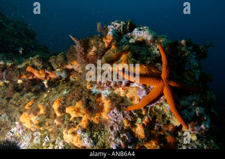 Red Starfish (Echinaster sepositus) clinging to a rock, Marseille, France. Stock Photo