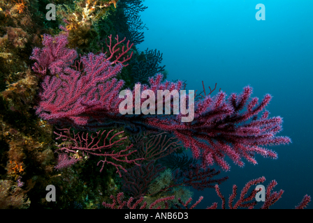Red Gorgonian Alcyonium Palmatum On A Coral Reef Caramasaigne Riou Photo Inspiration