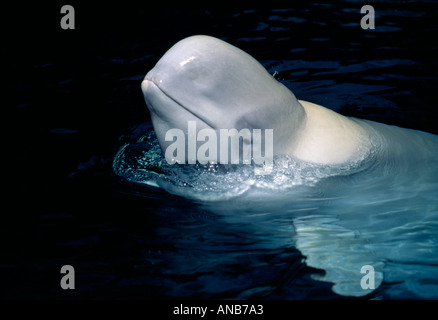 Canada Vancouver Aquarium Beluga white whale Delphinapterus leucas Stock Photo