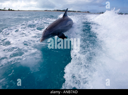 Turks and Caicos Grace Bay Jo Jo bottleneck dolphin follows dive boat Stock Photo