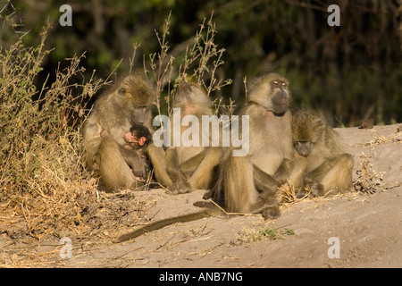 Chacma baboons sleeping in early morning sun Stock Photo