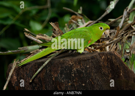Mealy Amazon Parrot Amazona farinosa Brazil - Captive Stock Photo