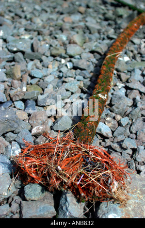 Washed Up Rope rope washed up on the beach in the sand Stock Photo - Alamy