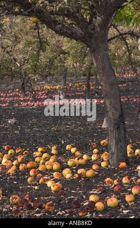 Unpicked Apples on ground in orchard. Stock Photo