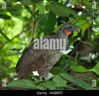 Dusky legged Guan Penelope obscura - Captive Stock Photo