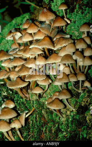 Clustered Bonnets, Mycena inclinata, Mycenaceae Stock Photo