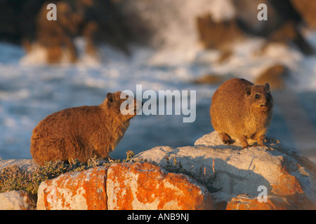 Rock hyrax ( klipdassie, dassie) on a rock looking at the camera ...