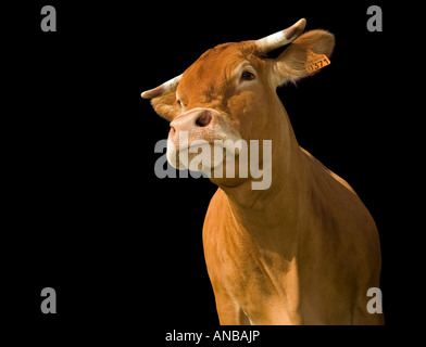 A cut-out of a Limousin cow (Bos taurus domesticus), Vache (Bos taurus ...