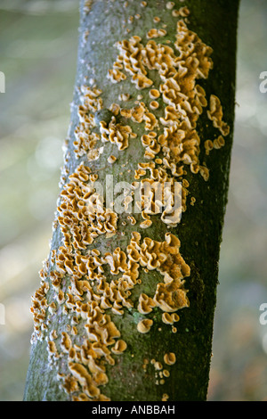 Hairy Stereum Fungus, stereum hirsutum, Stereaceae. Aka Hairy Curtain Crust. Stock Photo