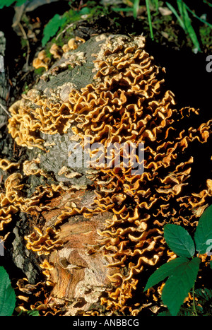 Hairy Stereum Fungus, stereum hirsutum, Stereaceae. Aka Hairy Curtain Crust. Stock Photo