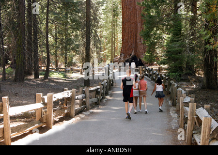 Children walking to the 'Grizzly Giant' giant sequoia redwood tree, Yosemite, california, USA Stock Photo