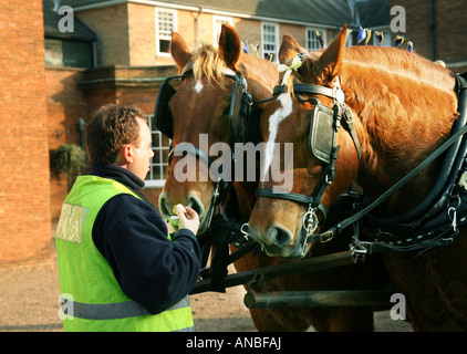 A pair of Suffolk Punch shirehorses with their handler, Newmarket Suffolk Stock Photo