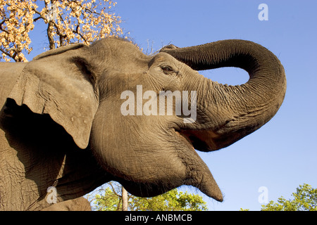 Asian elephant - trumpeting / Elephas maximus Stock Photo