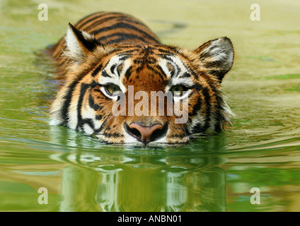 Bengal Tiger (Panthera tigris tigris), adult swimming in lake Stock Photo
