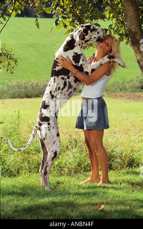 Great Dane puts paws on shoulders of a woman Stock Photo