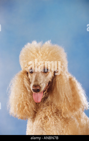 beige middle poodle dog - Portrait Stock Photo - Alamy