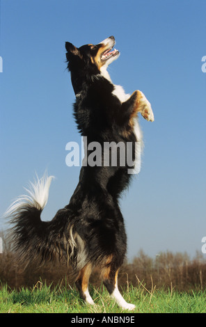 Border Collie dog - standing on hindpaws Stock Photo