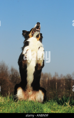 Border Collie dog - standing on hindpaws Stock Photo