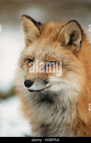 Red fox - portrait / Vulpes vulpes Stock Photo