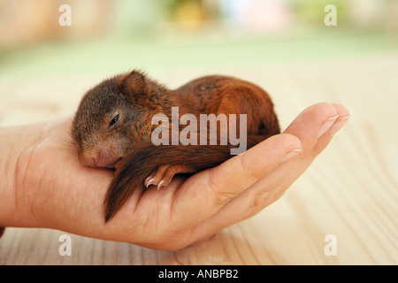young European red squirrel - lying on hand / Sciurus vulgaris Stock Photo