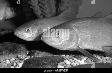 Tench under water Tinca tinca Family Carp Cyprinidae Stock Photo