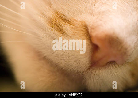 Close up of White Cats Face Stock Photo