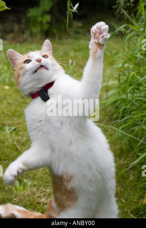Cat playing in the grass Stock Photo - Alamy