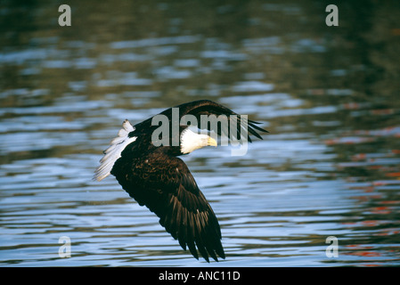 Bald Eagle Haliaeetus leucocephalus in flight over sea Homer Alaska February Stock Photo