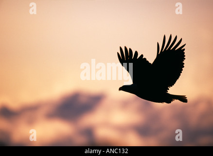 Bald Eagle Haliaeetus leucocephalus silhouette in flight against mountain backdrop Homer Alaska February Stock Photo