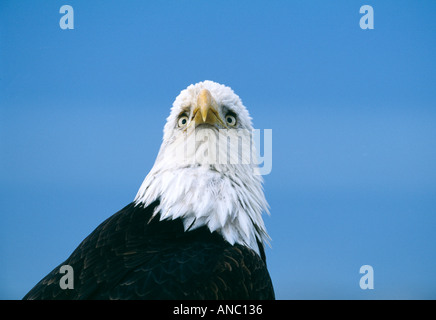 Bald Eagle Haliaeetus leucocephalus close up of head looking at camera Homer Alaska February Stock Photo