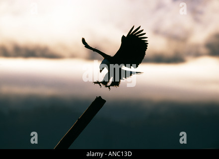 Bald Eagle Haliaeetus leucocephalus coming in to land Homer Alaska February Stock Photo