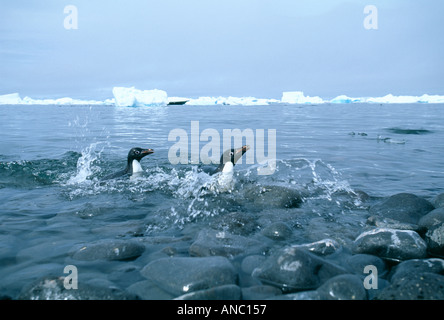 Adelie Penguins Pygoscelis adeliae returning to colony on Paulet Island Weddell Sea Antarctic Stock Photo