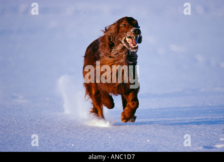 Red Setter dog running across frozen lake Finland Stock Photo