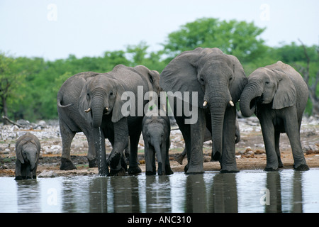 Elephant herd at water hole Etosha Pan Namibia