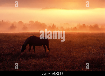 F00022 tiff Horse in pature at sunrise with fog Near Monroe Oregon Stock Photo