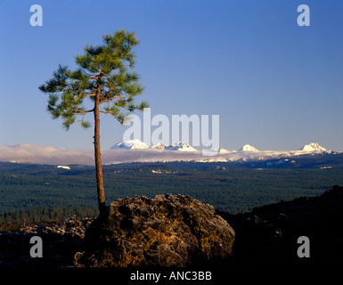 M00405M tiff Ponderosa Pine growing in AA lava with Cascade peaks Newberry National Volcanic Monument Oregon Stock Photo
