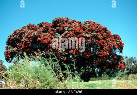 Pohutukawa tree flowering abundantly near Opononi called the New Zealand Christmas tree Stock Photo