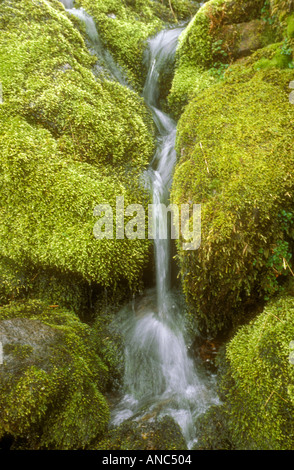 Stream running over moss covered rocks Lake District Cumbria UK Stock Photo