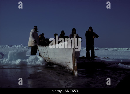 Inuit Clean USA, Alaska, Bering Sea, ESKIMO cleaning Ringed Seal on ice, ST ...