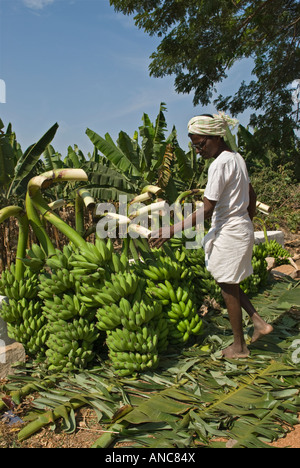 Man picking bananas Hampi Karnataka India Stock Photo