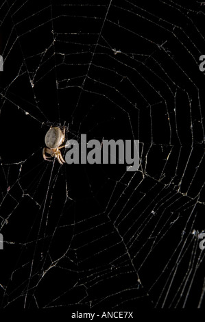Creepy spider sitting on its web in the dark, with delicate silk threads catching the light. A haunting image that captures the eerie mood of Hallowee Stock Photo