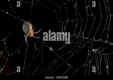 Creepy spider sitting on its web in the dark, with delicate silk threads catching the light. A haunting image that captures the eerie mood of Hallowee Stock Photo