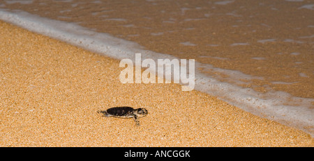 Baby Greenback Turtle - Chelonia mydas Stock Photo