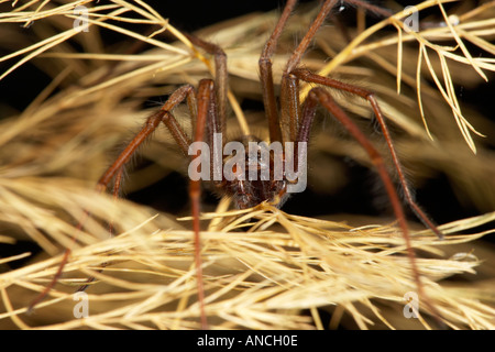 Common House Spider (Tegenaria gigantea Stock Photo - Alamy
