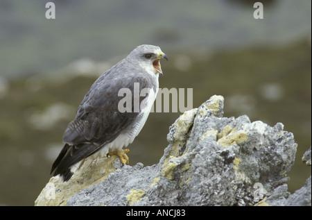 Red backed Hawk Buteo polyosoma Adult male calling Falklands