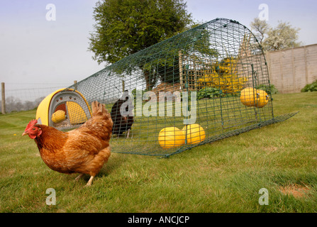 THE OMLET EGLU CHICKEN HOUSE UK 2007 Stock Photo